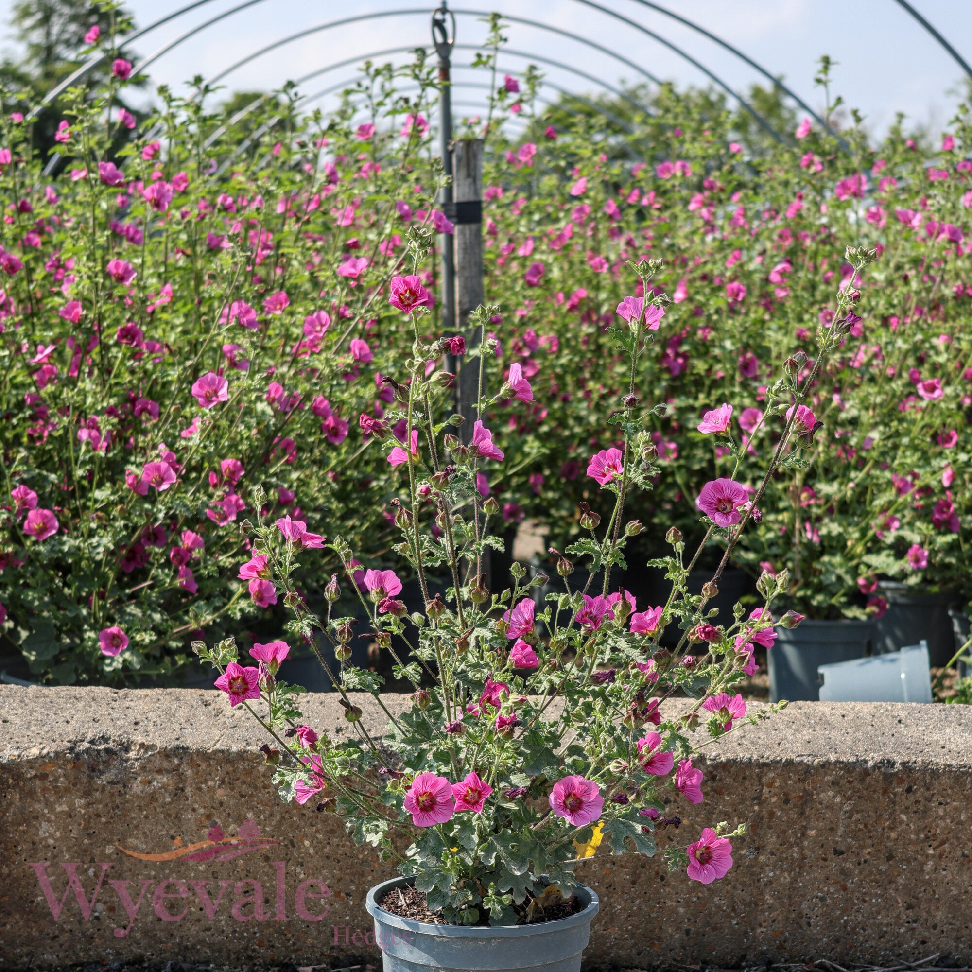 Anisodontea capensis (African mallow) 'Elegans Princess'