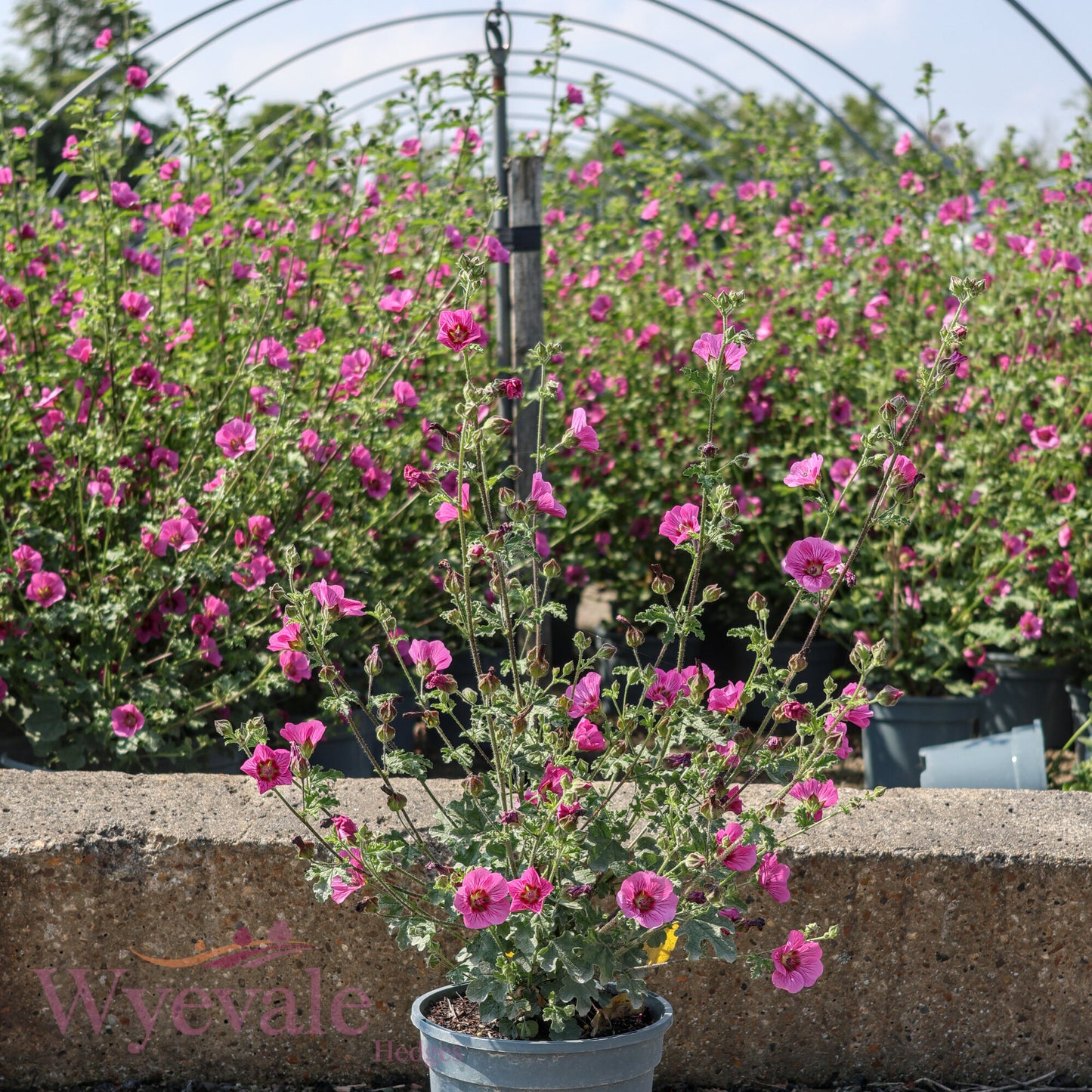 Anisodontea capensis (African mallow) 'Elegans Princess'