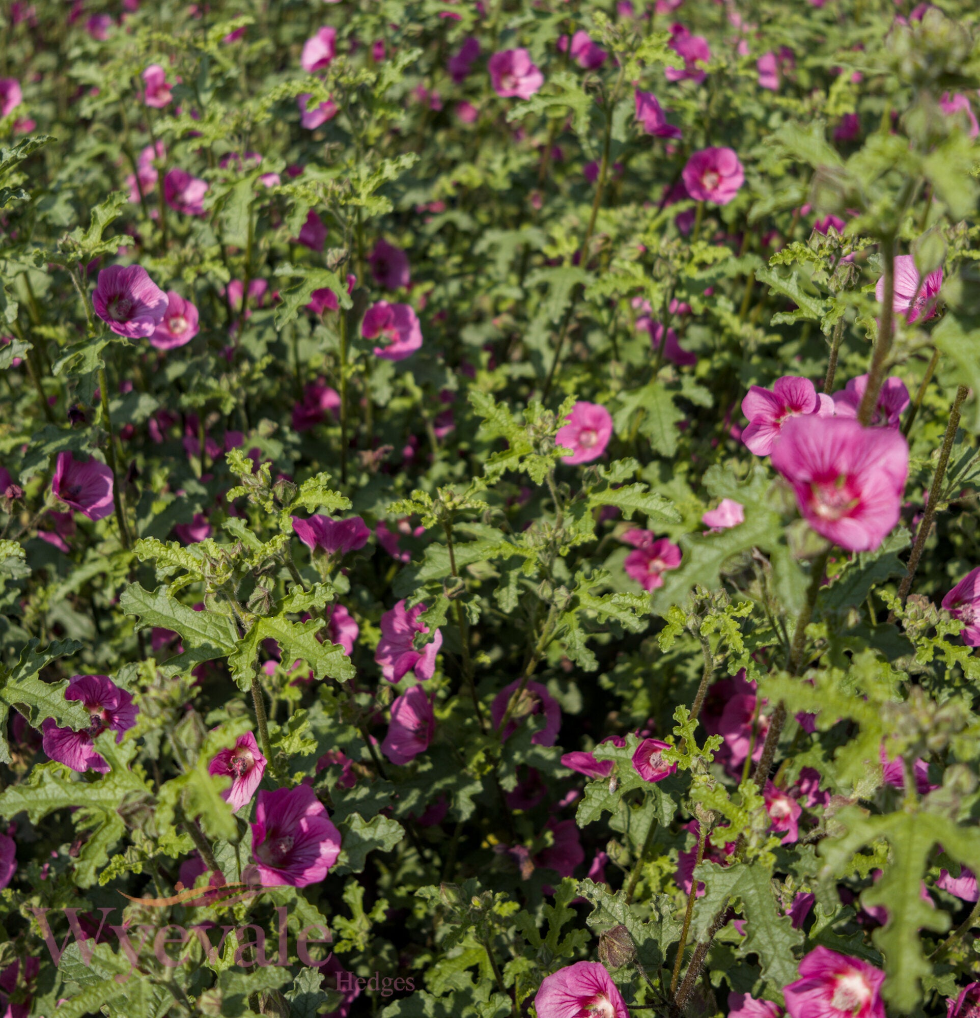Anisodontea capensis (African mallow) 'Elegans Princess'