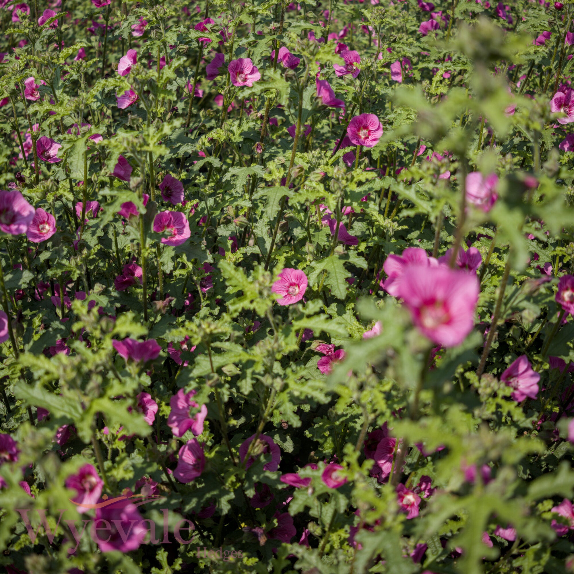 Anisodontea capensis (African mallow) 'Elegans Princess'