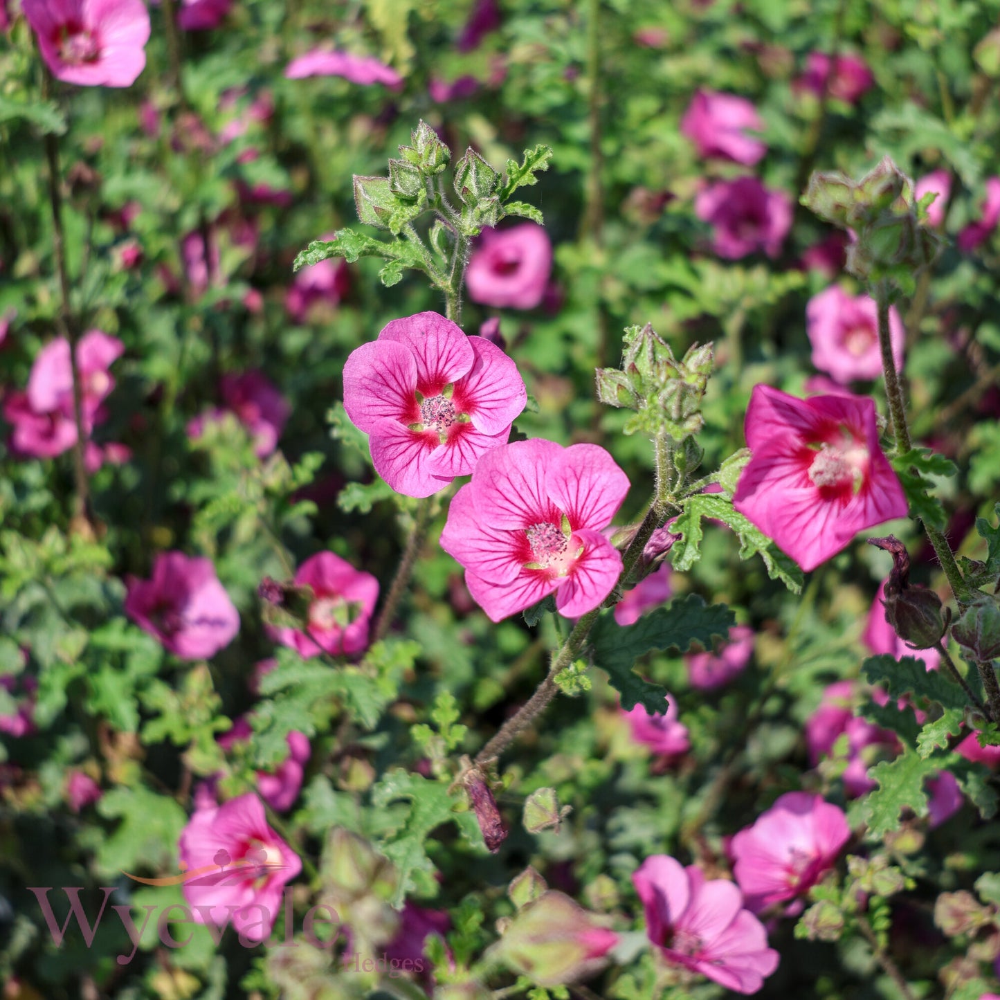 Anisodontea capensis (African mallow) 'Elegans Princess'