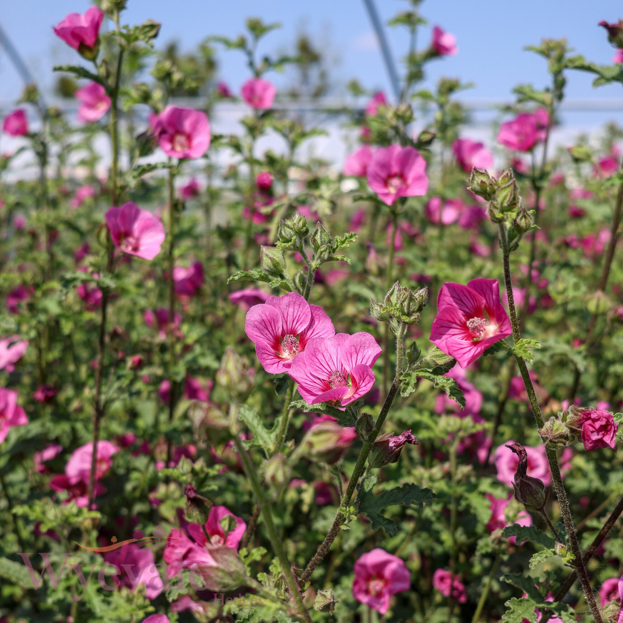 Anisodontea capensis (African mallow) 'Elegans Princess'