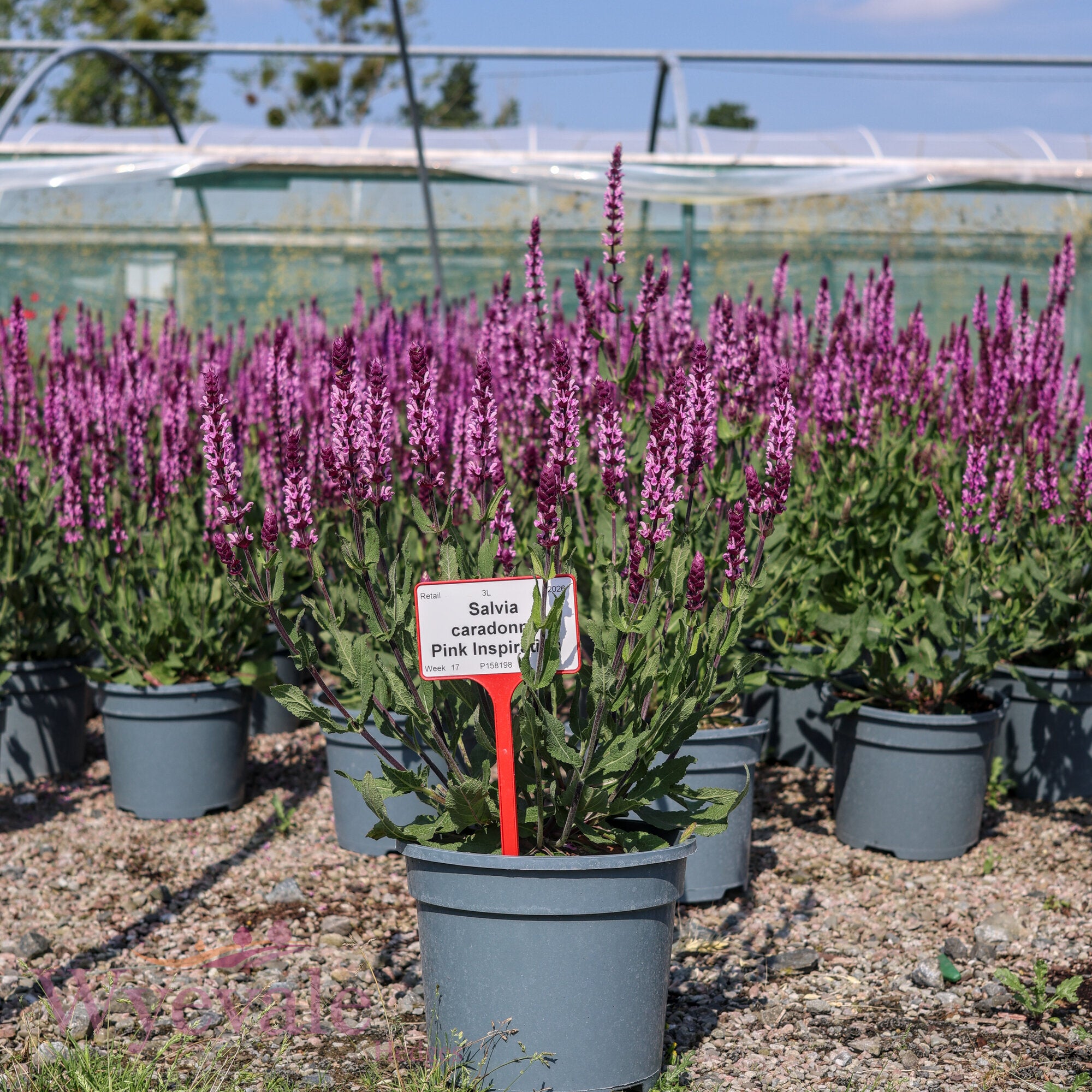 Salvia caradonna (Sage) 'Pink Inspiration'