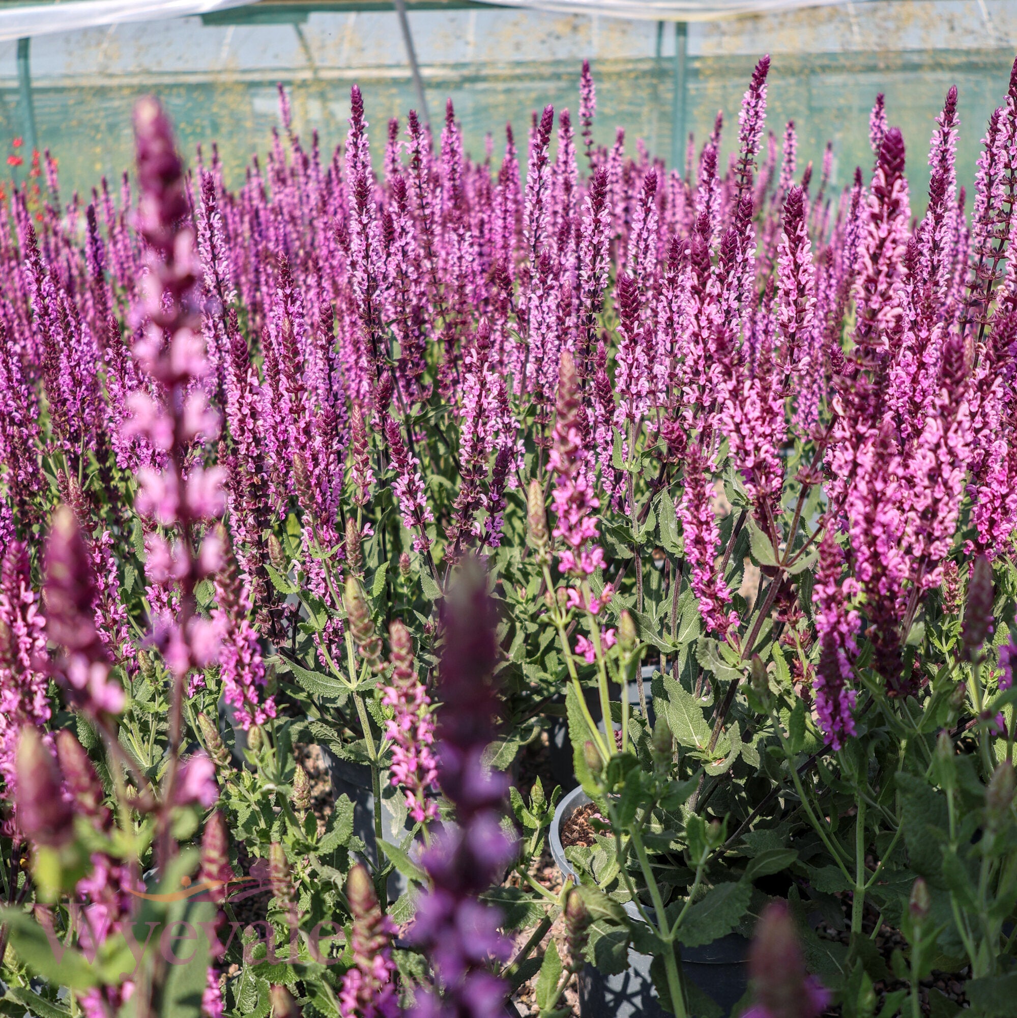 Salvia caradonna (Sage) 'Pink Inspiration'