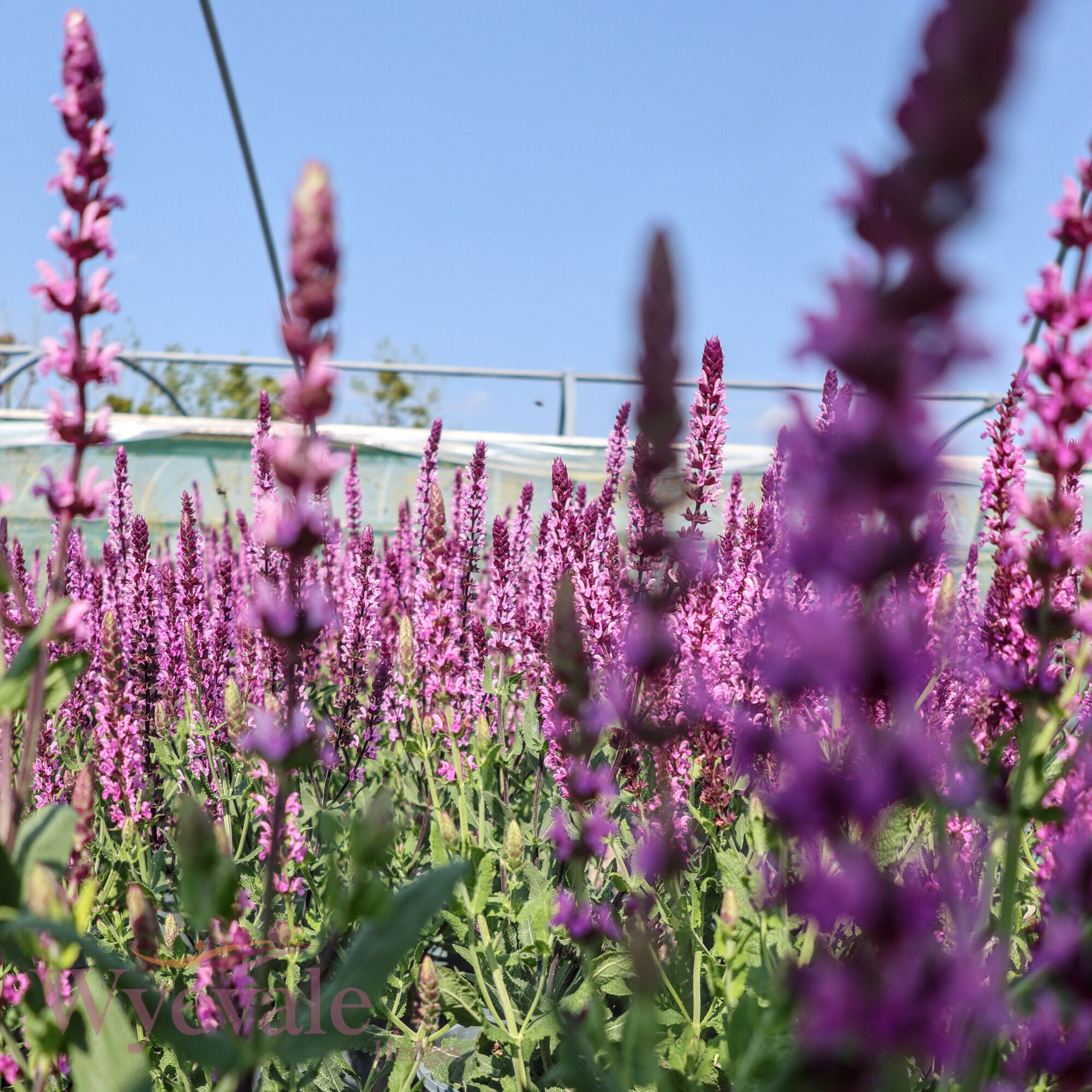 Salvia caradonna (Sage) 'Pink Inspiration'