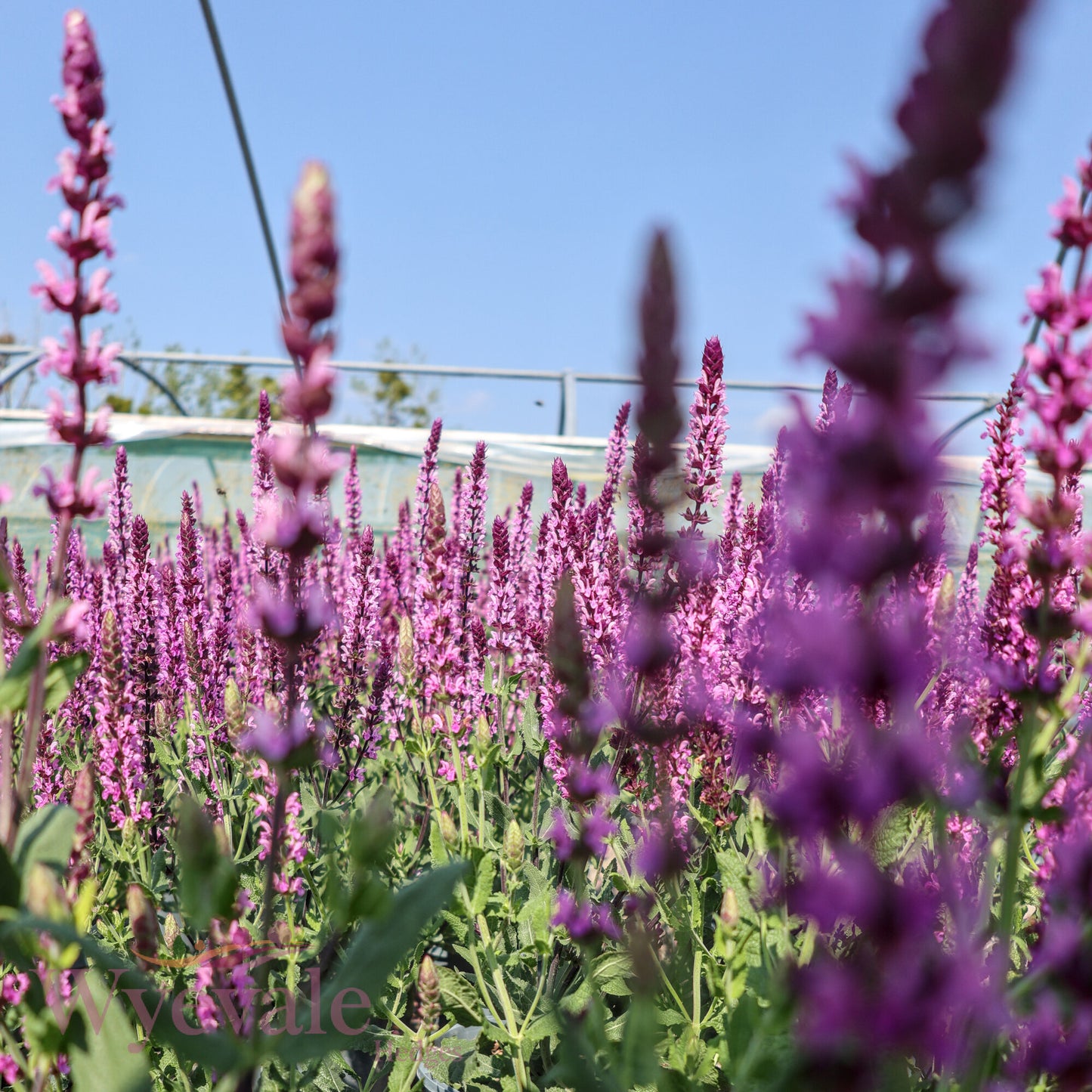 Salvia caradonna (Sage) 'Pink Inspiration'