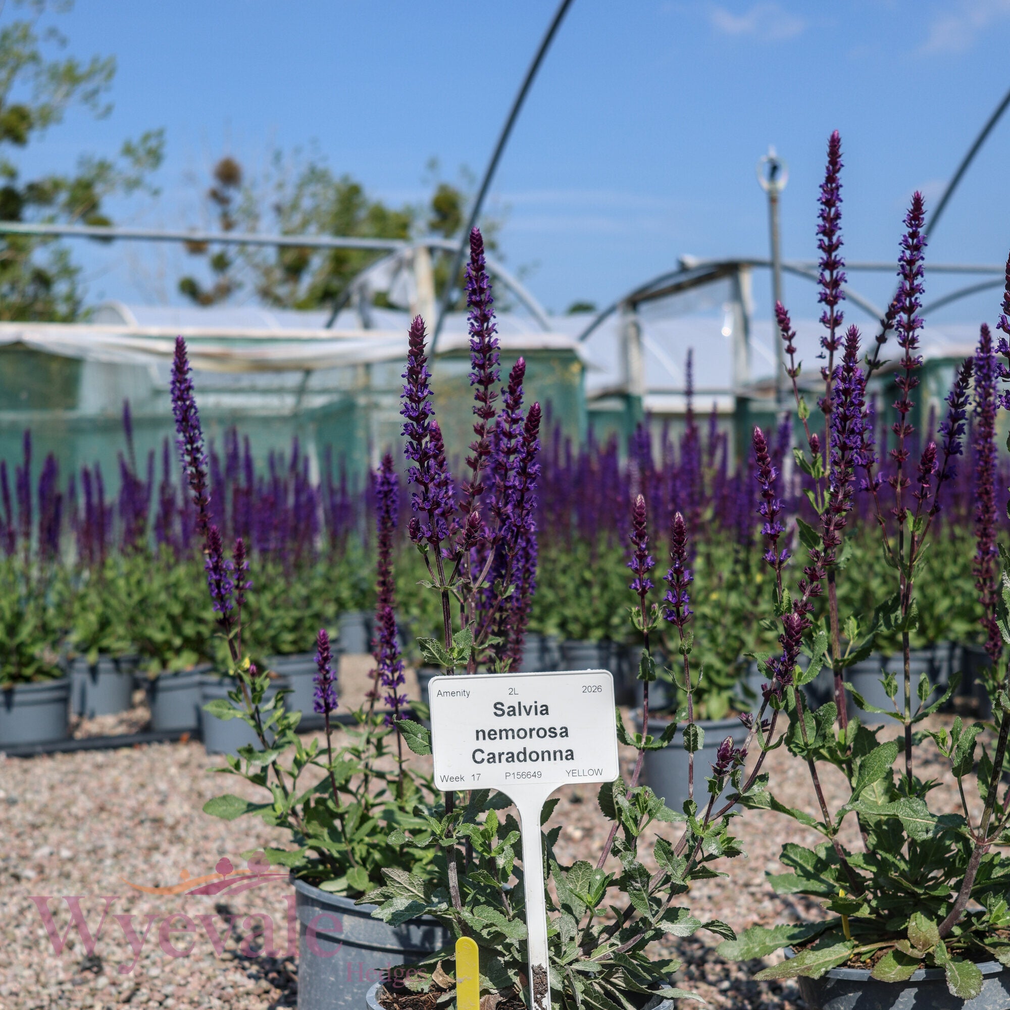 Salvia nemorosa (Woodland Sage) 'Caradonna'
