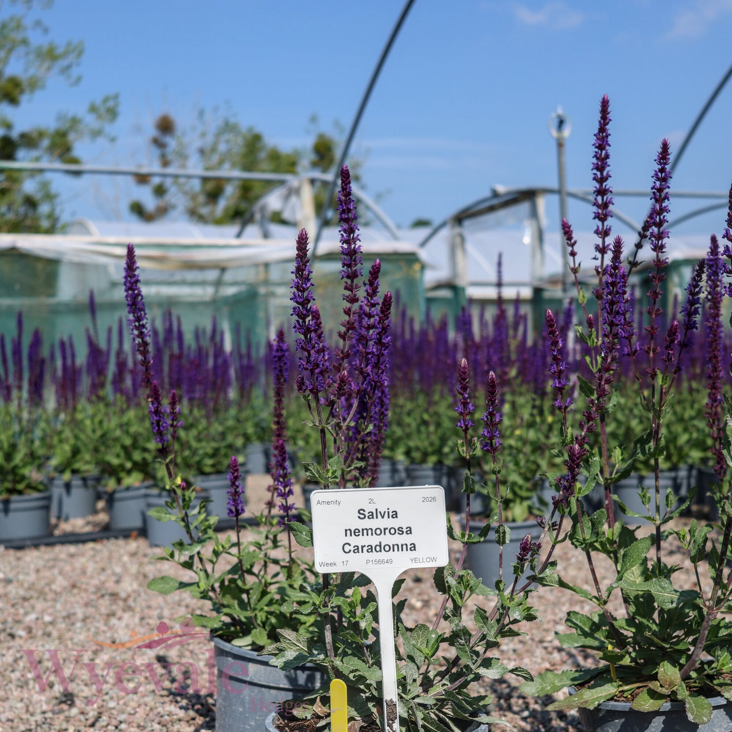 Salvia nemorosa (Woodland Sage) 'Caradonna'