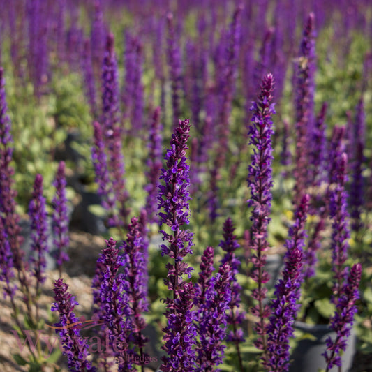 Salvia nemorosa (Woodland Sage) 'Caradonna'