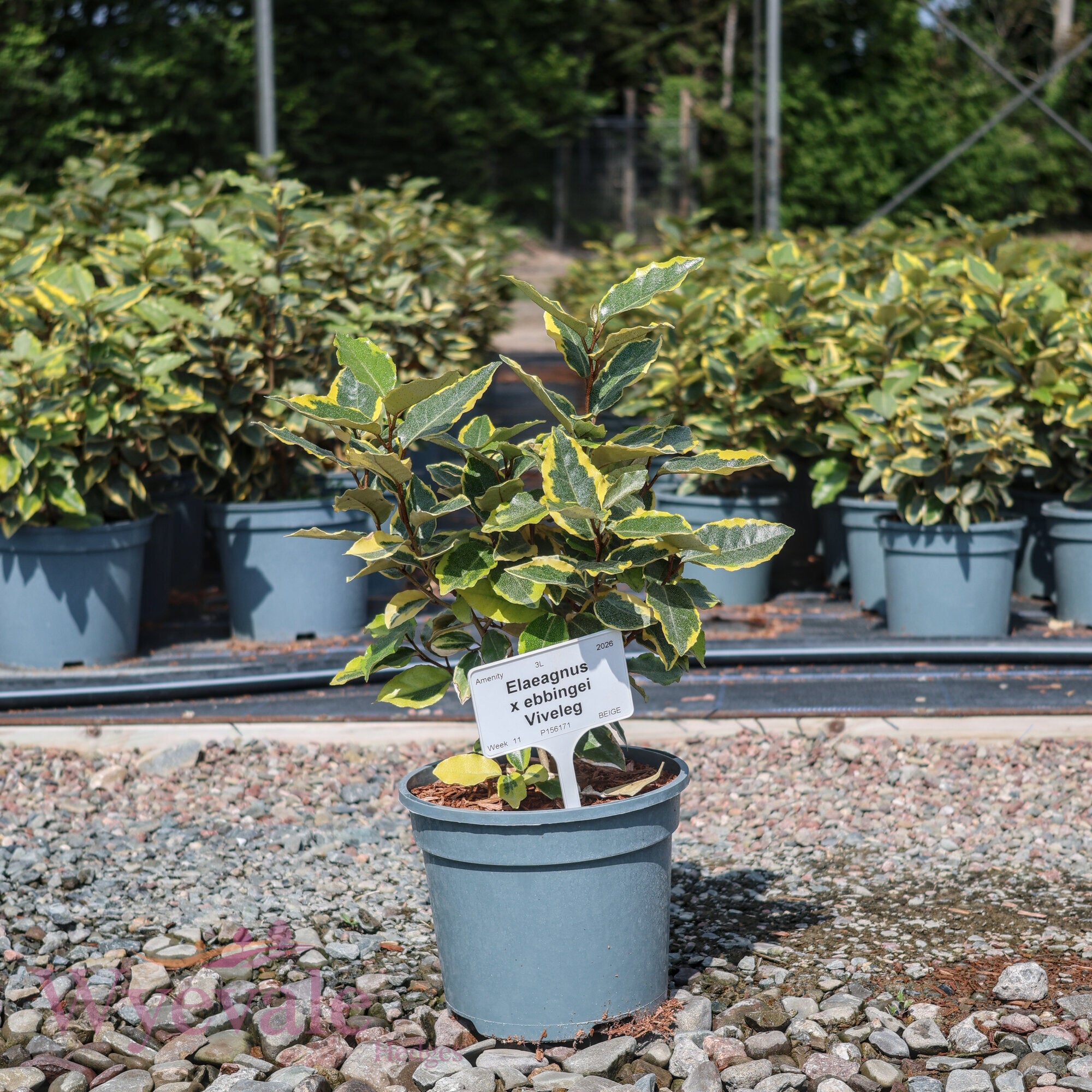 Elaeagnus x ebbingei 'Viveleg'