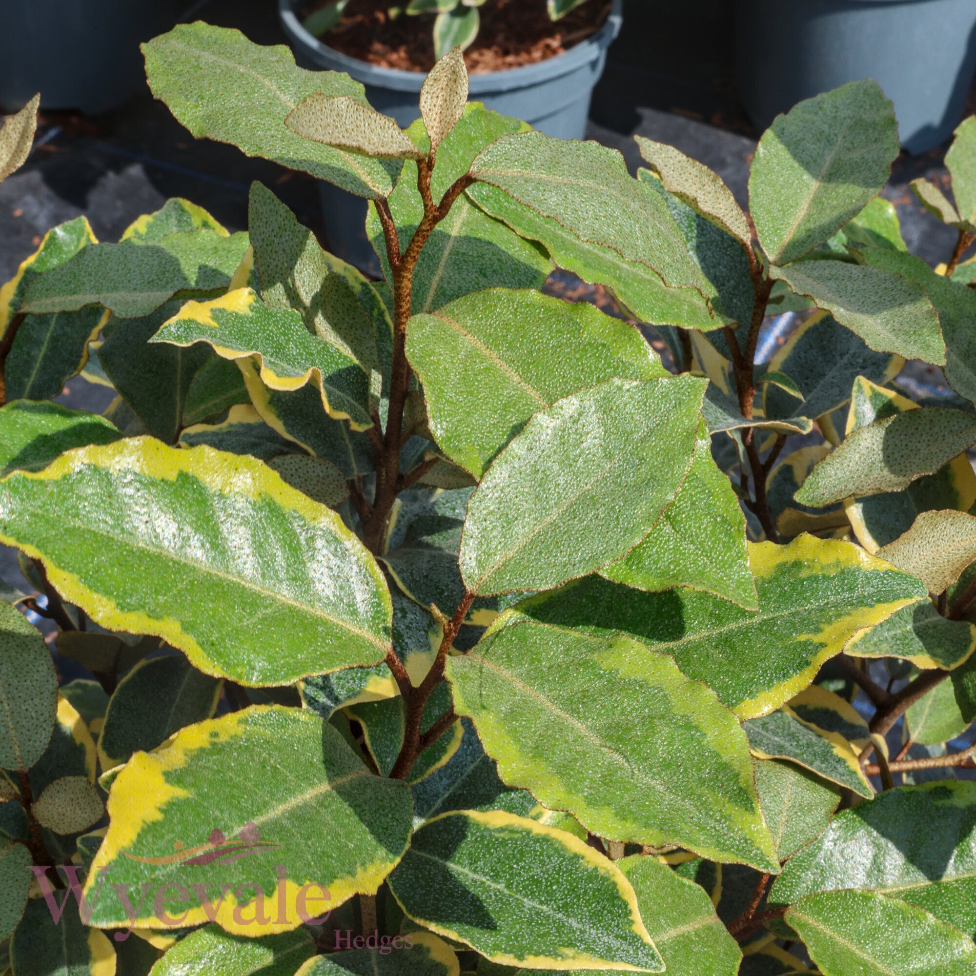 Elaeagnus x ebbingei 'Viveleg'