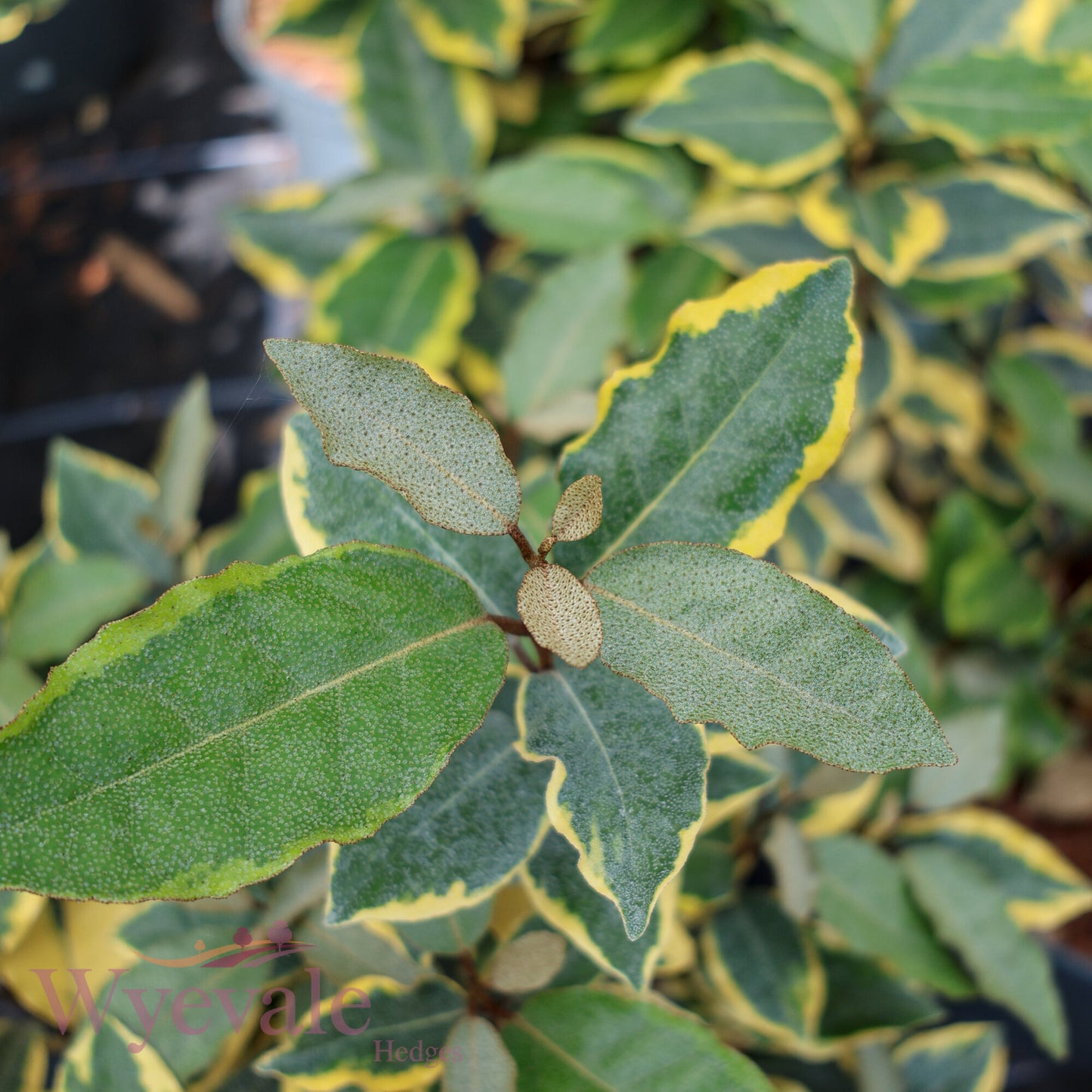 Elaeagnus x ebbingei 'Viveleg'
