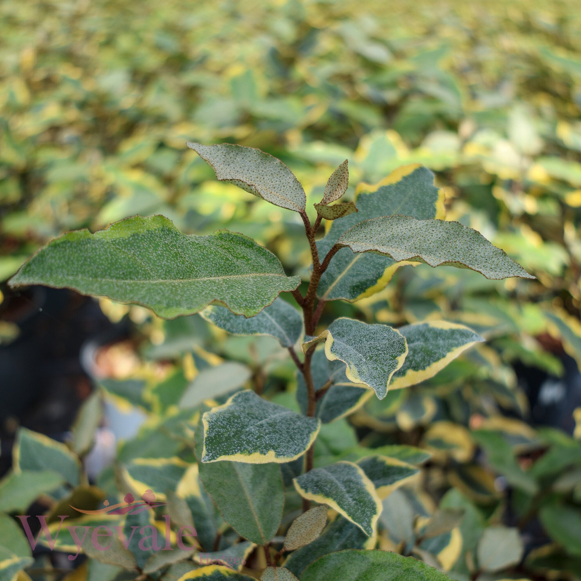 Elaeagnus x ebbingei 'Viveleg'