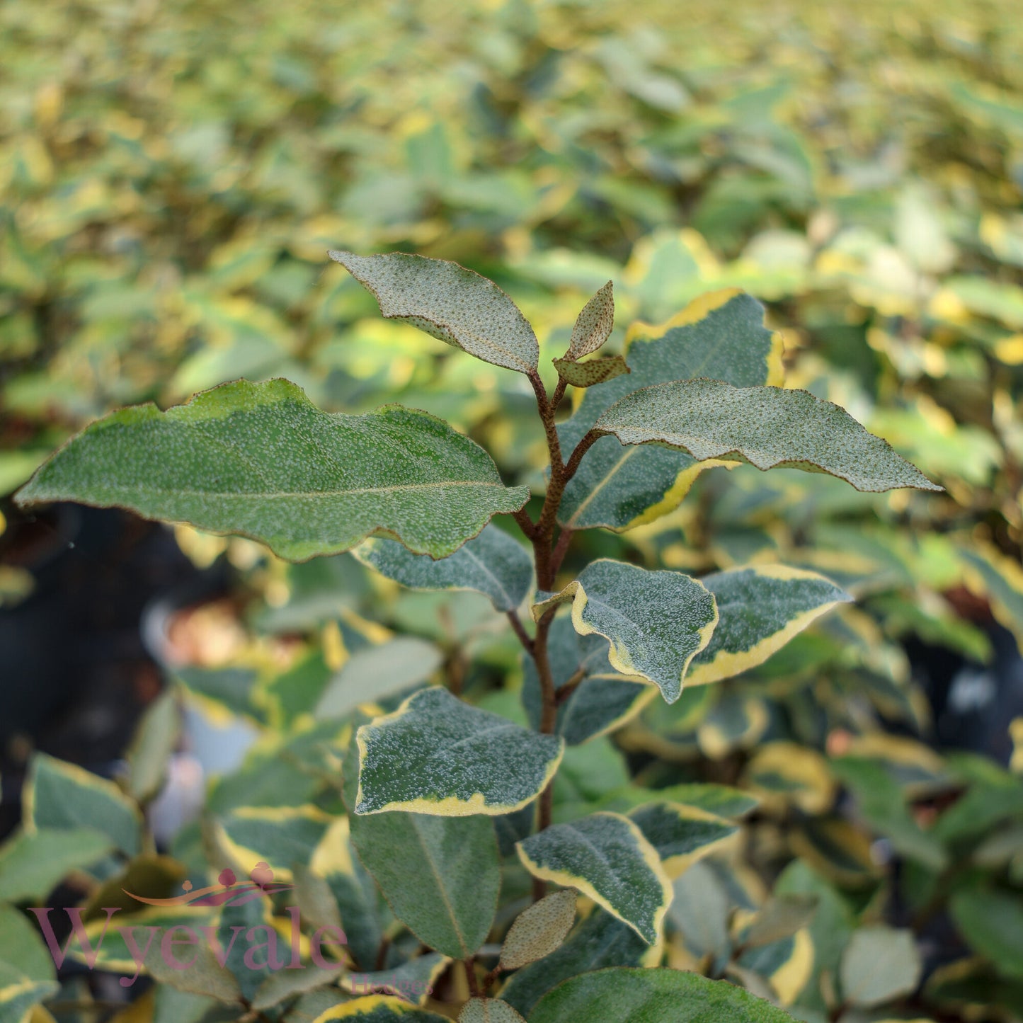 Elaeagnus x ebbingei 'Viveleg'