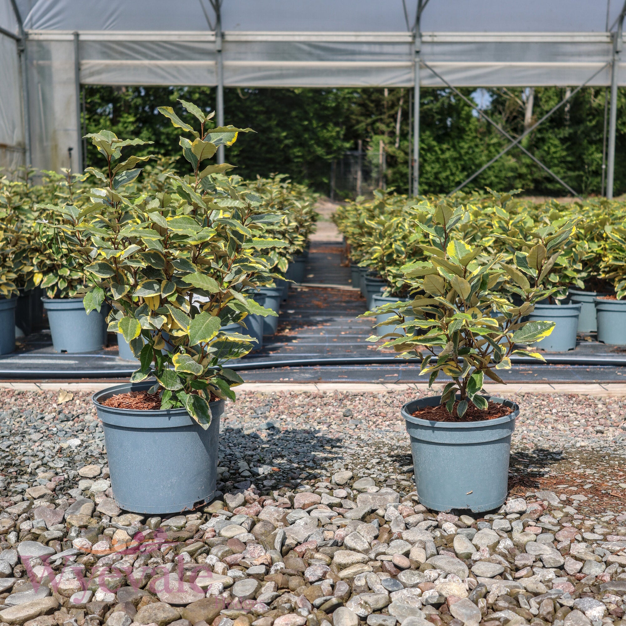 Elaeagnus x ebbingei 'Viveleg'