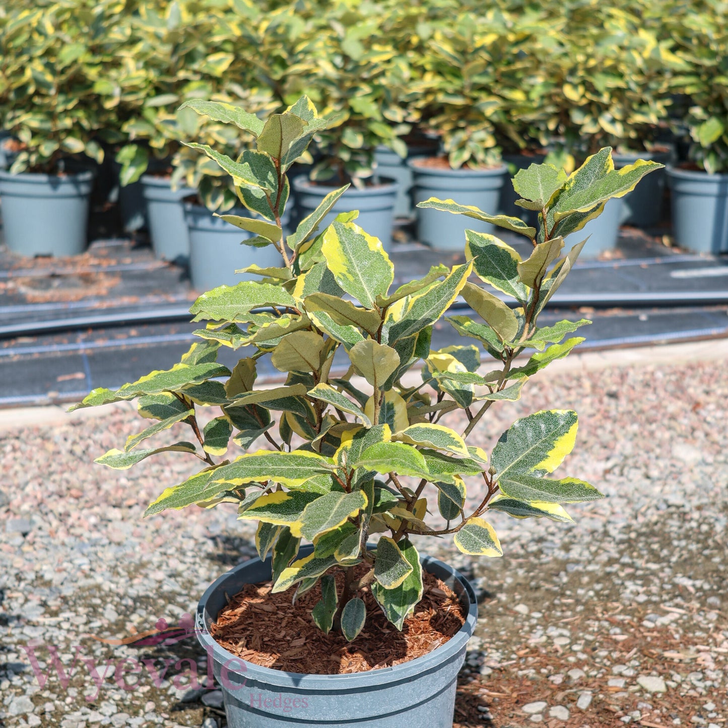 Elaeagnus x ebbingei 'Viveleg'