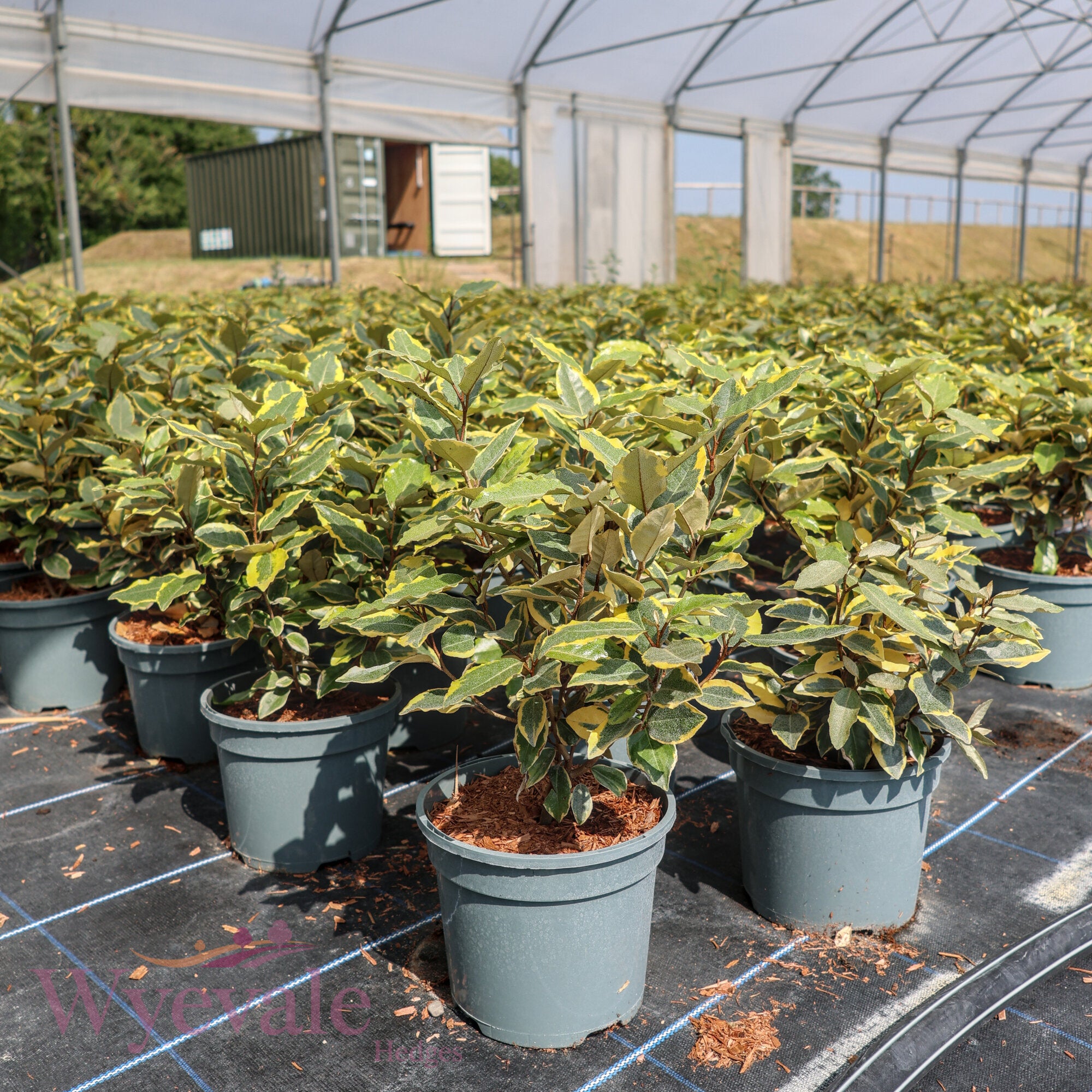 Elaeagnus x ebbingei 'Viveleg'