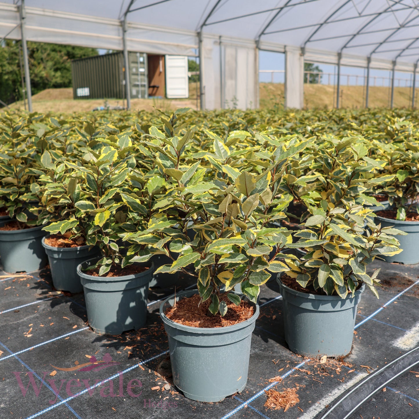 Elaeagnus x ebbingei 'Viveleg'