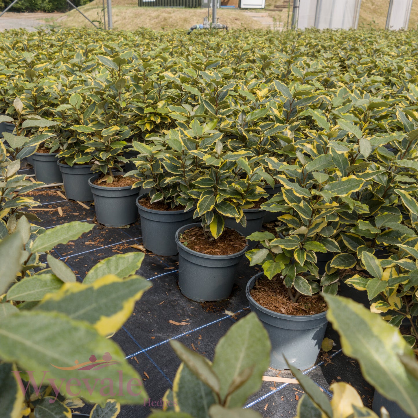 Elaeagnus x ebbingei 'Viveleg'