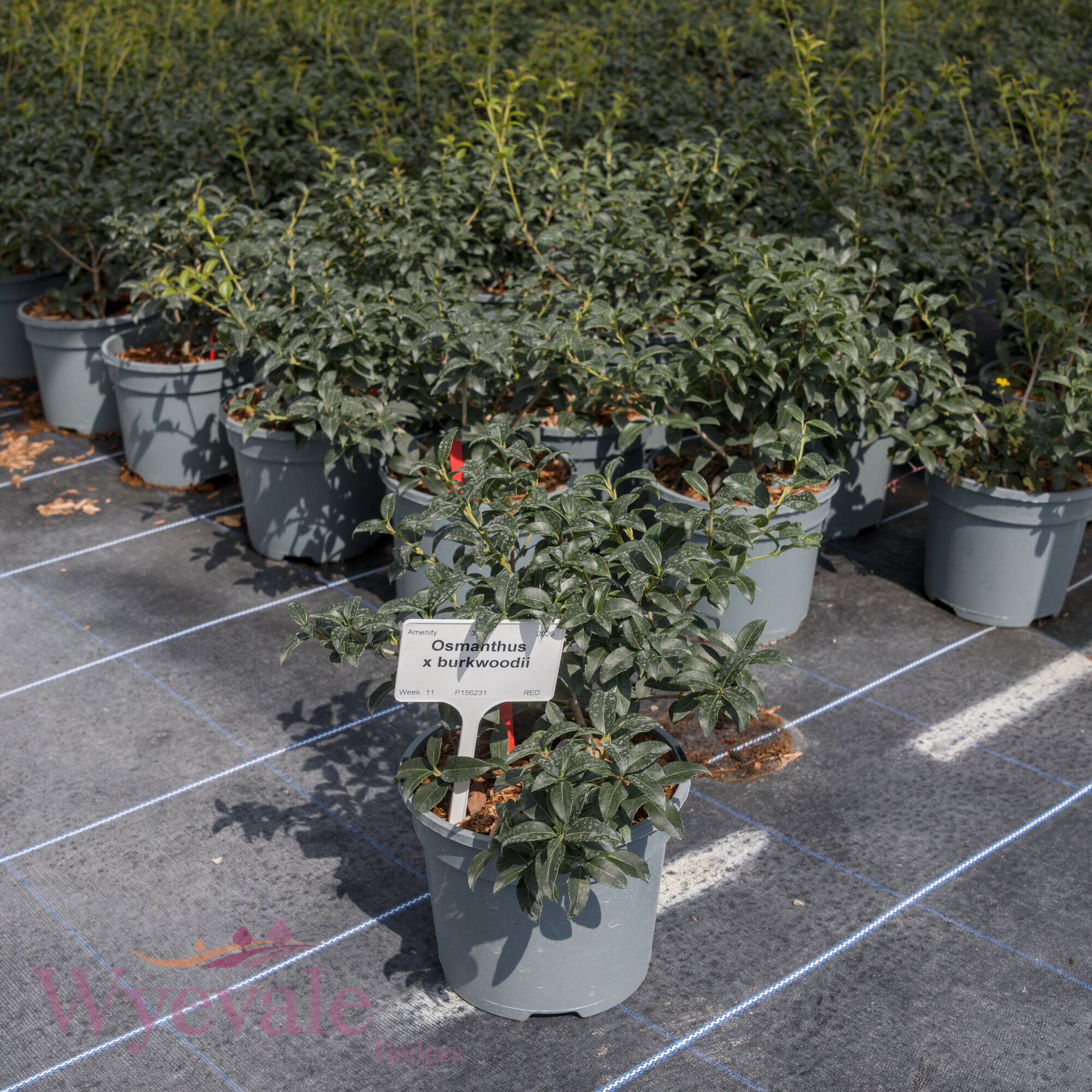 Osmanthus x burkwoodii (Osmanthus)