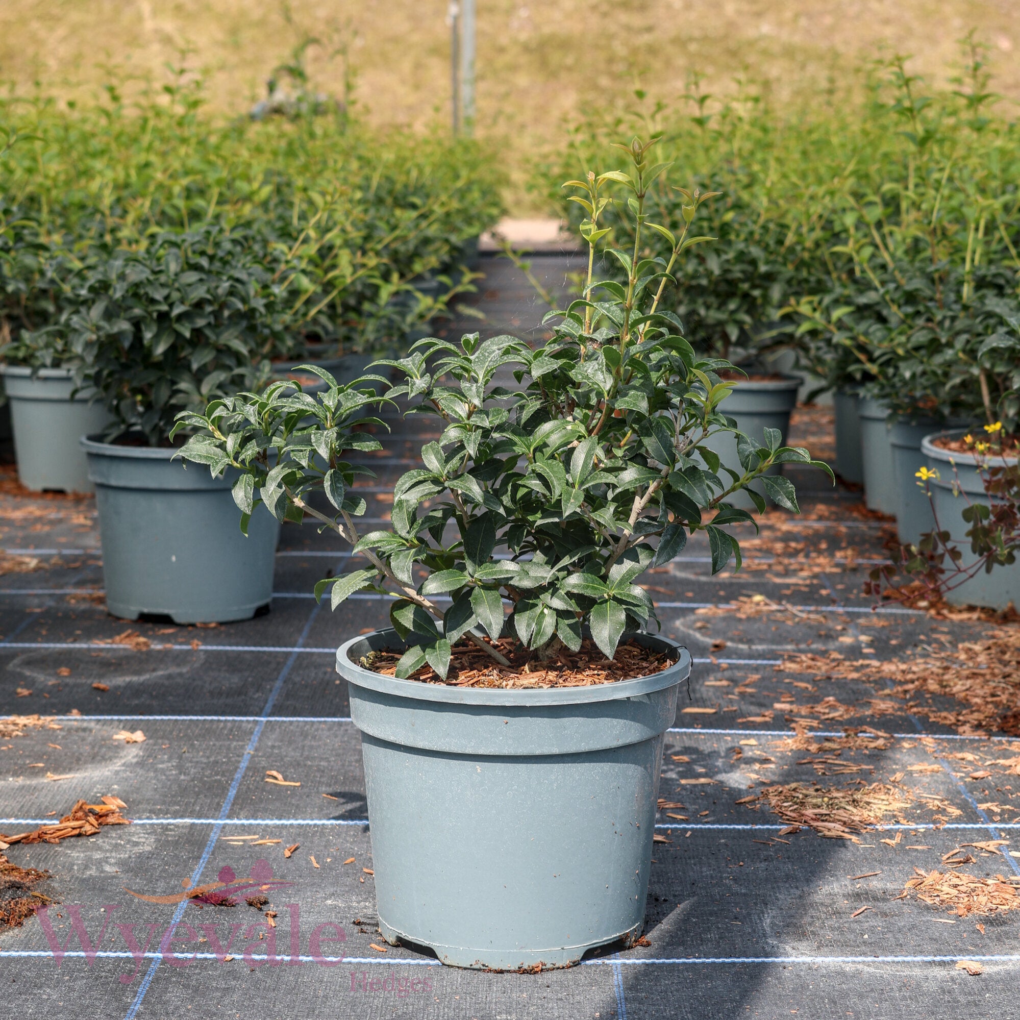 Osmanthus x burkwoodii (Osmanthus)