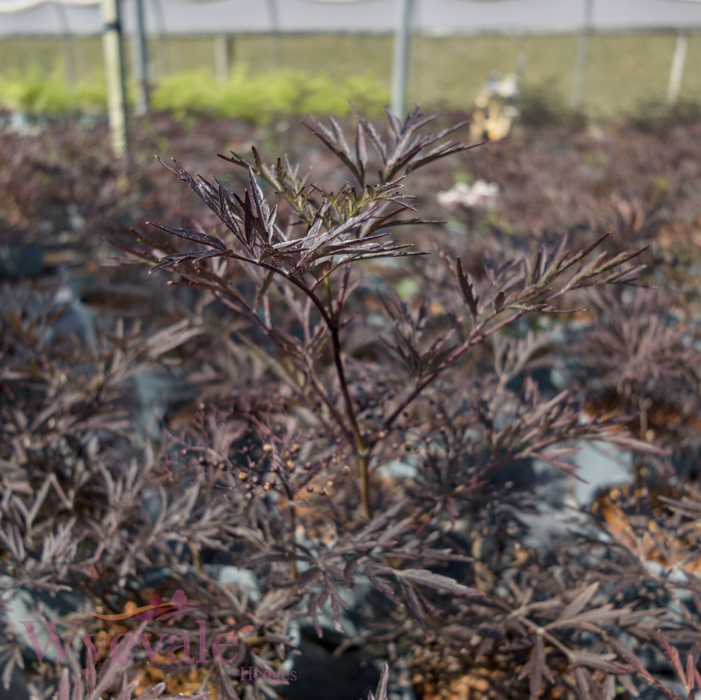 Sambucus nigra (Black Lace Elder) 'Black Lace'
