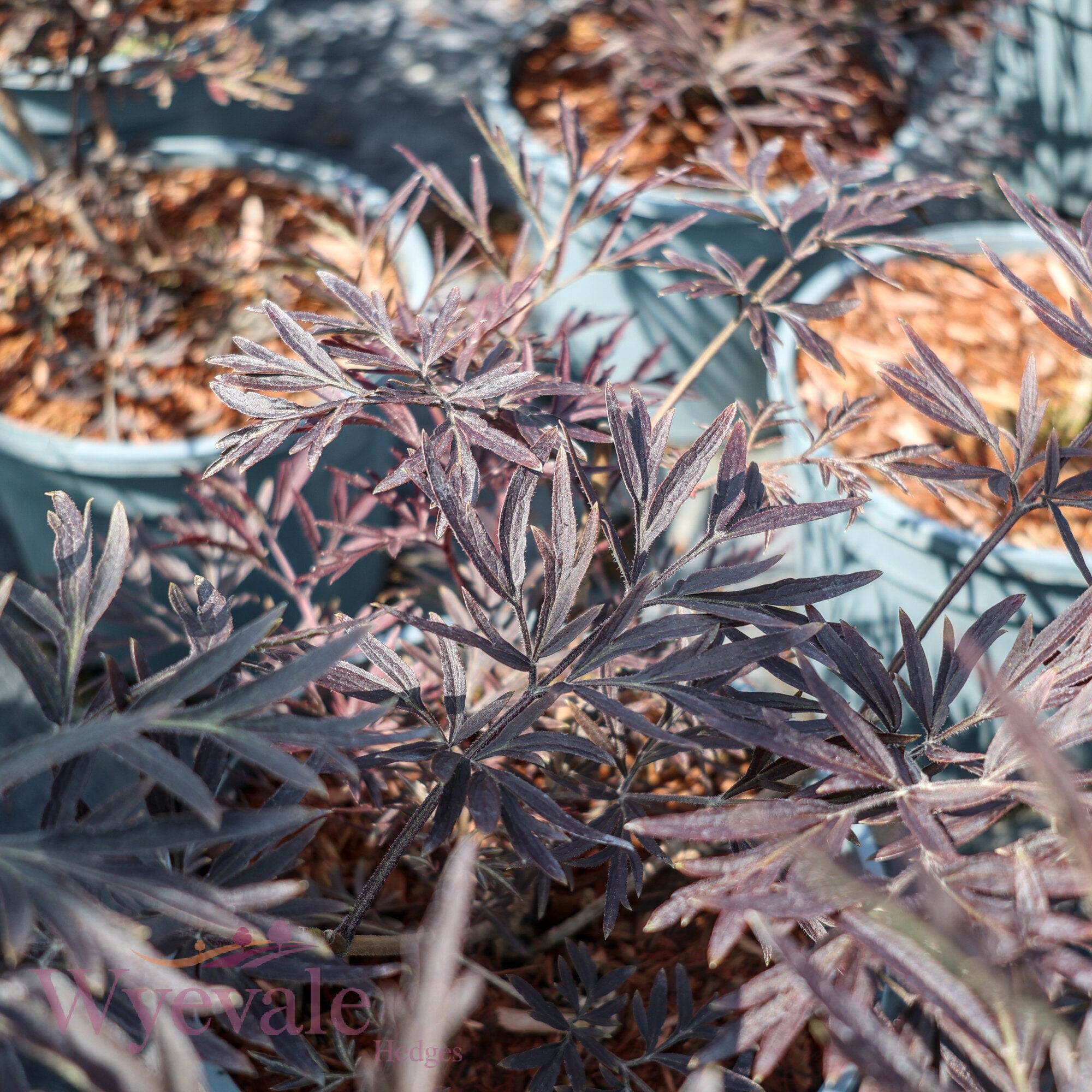 Sambucus nigra (Black Lace Elder) 'Black Lace'