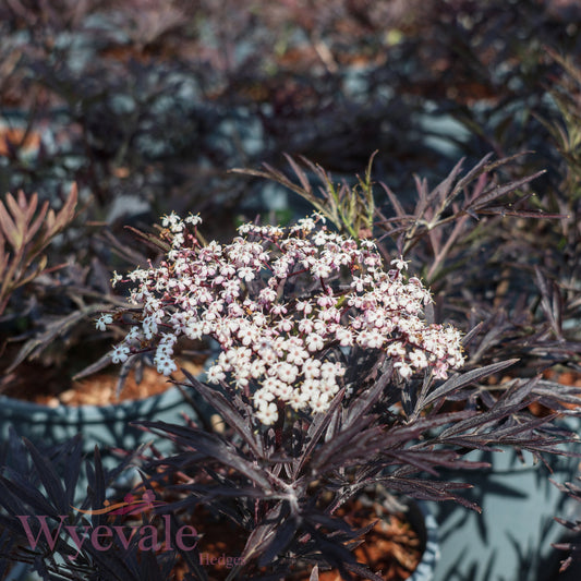Sambucus nigra (Black Lace Elder) 'Black Lace'