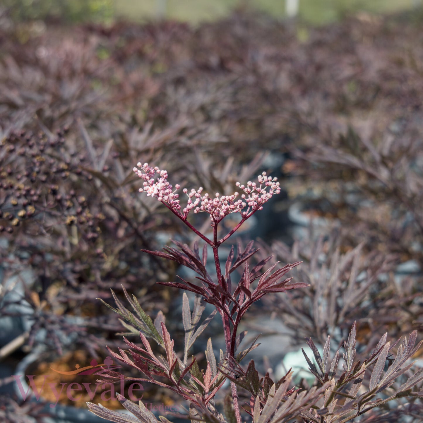 Sambucus nigra (Black Lace Elder) 'Black Lace'