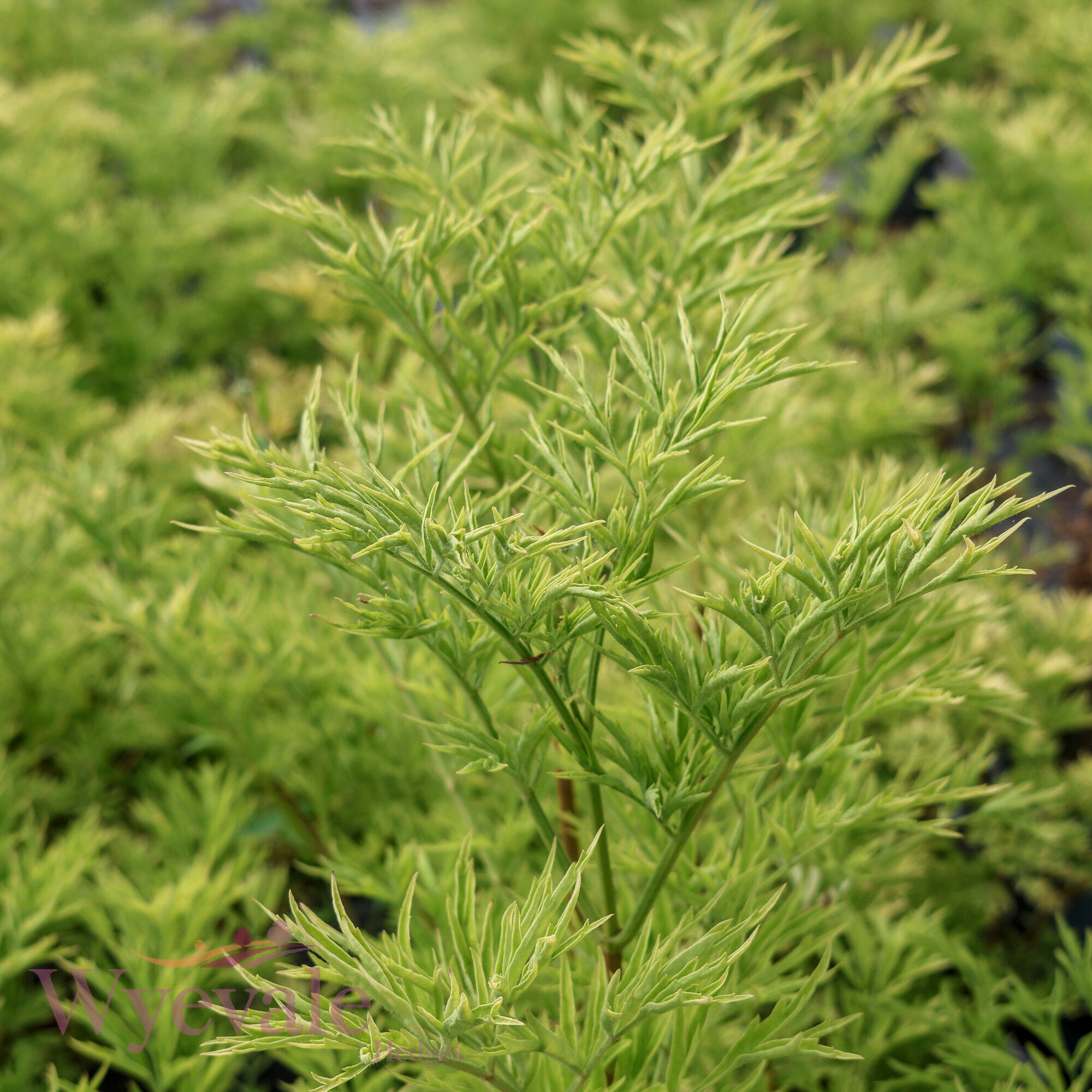 Sambucus nigra (Golden Tower Elder) 'Golden Tower'