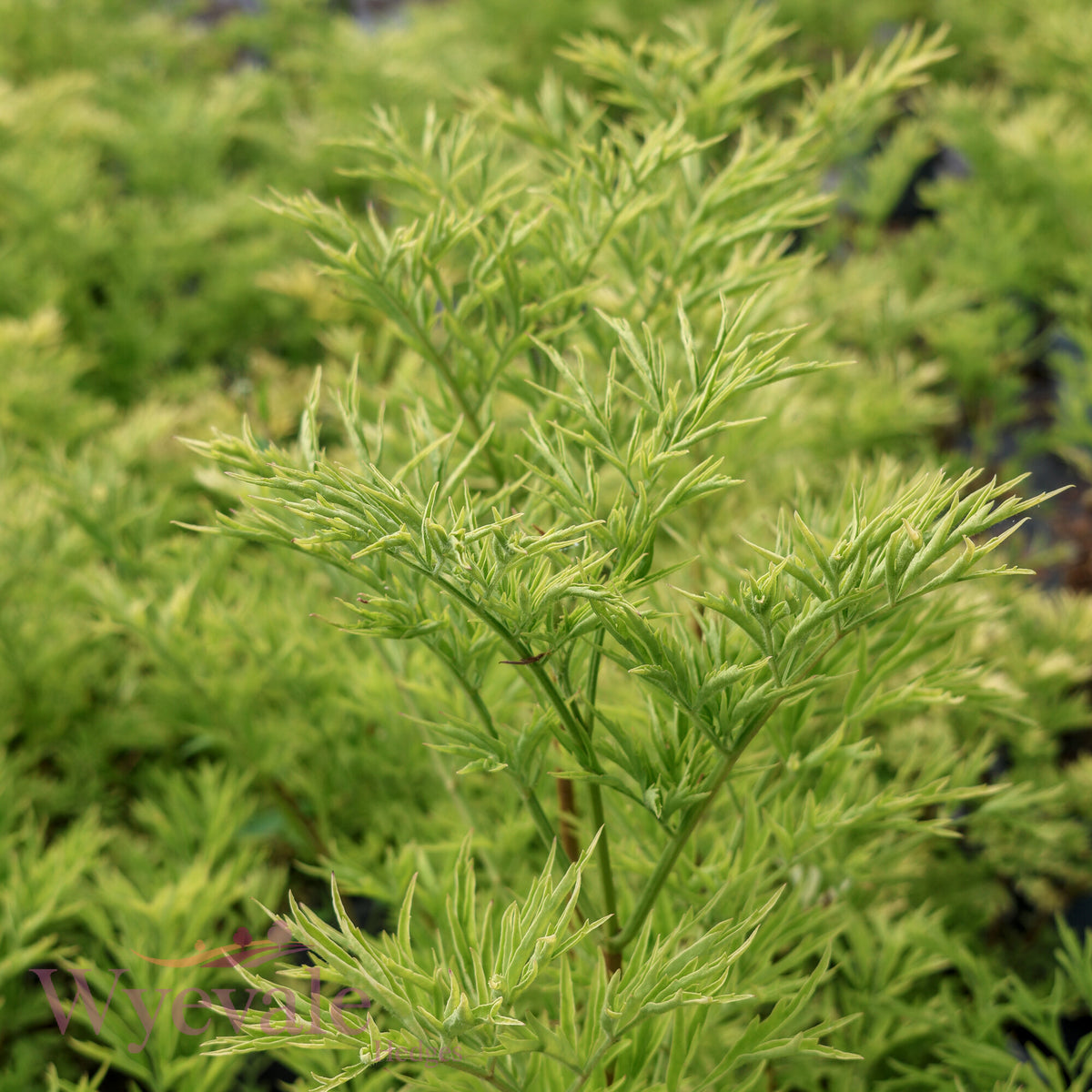 Sambucus nigra (Golden Tower Elder) 'Golden Tower'
