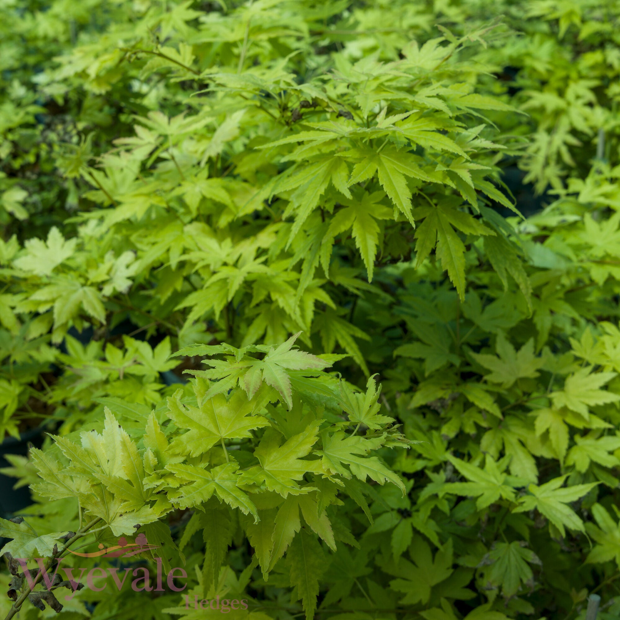 Acer palmatum (Japanese Maple) 'Going Green'