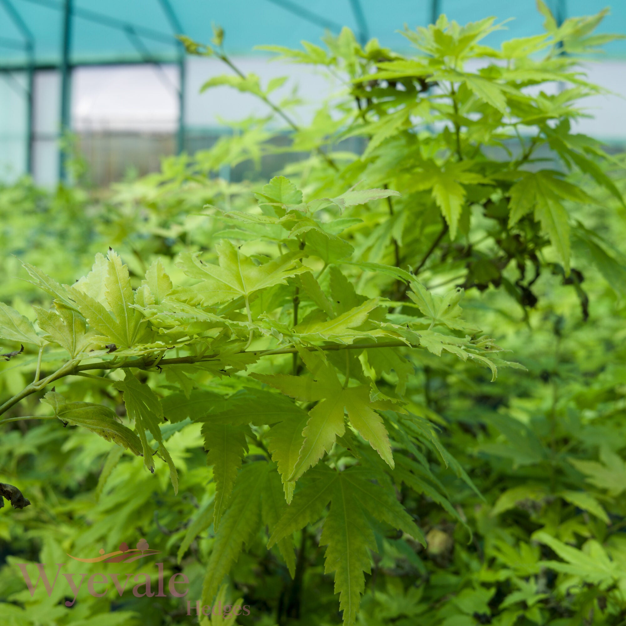 Acer palmatum (Japanese Maple) 'Going Green'