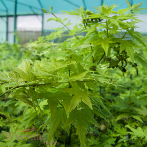 Acer palmatum (Japanese Maple) 'Going Green'