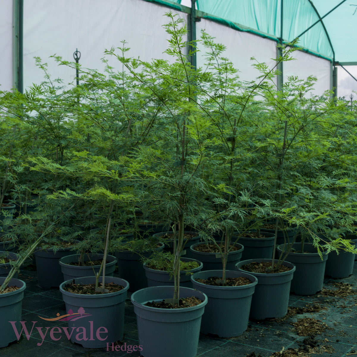 Acer palmatum (Japanese Maple) 'Emerald Lace'