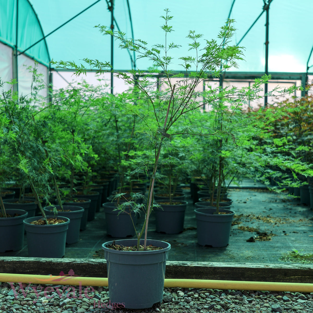 Acer palmatum (Japanese Maple) 'Emerald Lace'