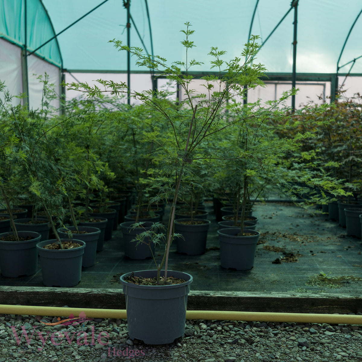 Acer palmatum (Japanese Maple) 'Emerald Lace'