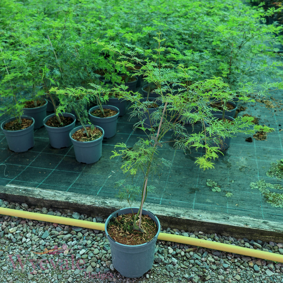 Acer palmatum (Japanese Maple) 'Emerald Lace'