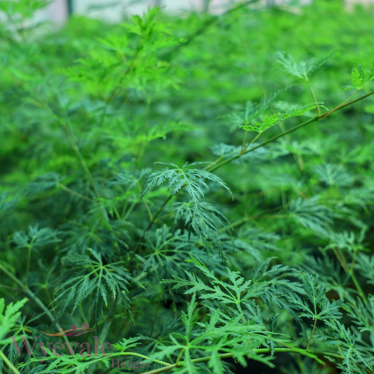 Acer palmatum (Japanese Maple) 'Emerald Lace'