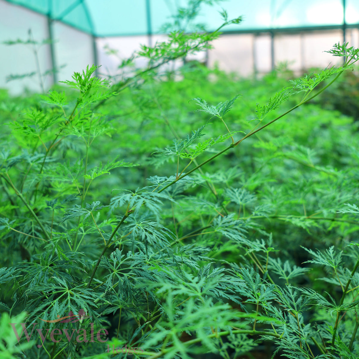 Acer palmatum (Japanese Maple) 'Emerald Lace'