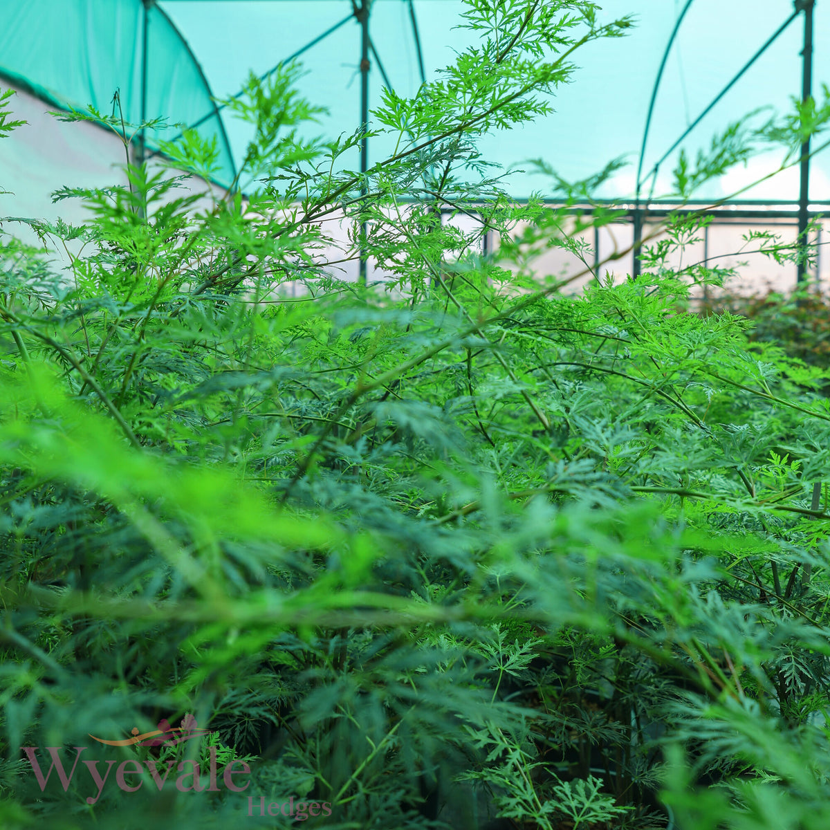 Acer palmatum (Japanese Maple) 'Emerald Lace'