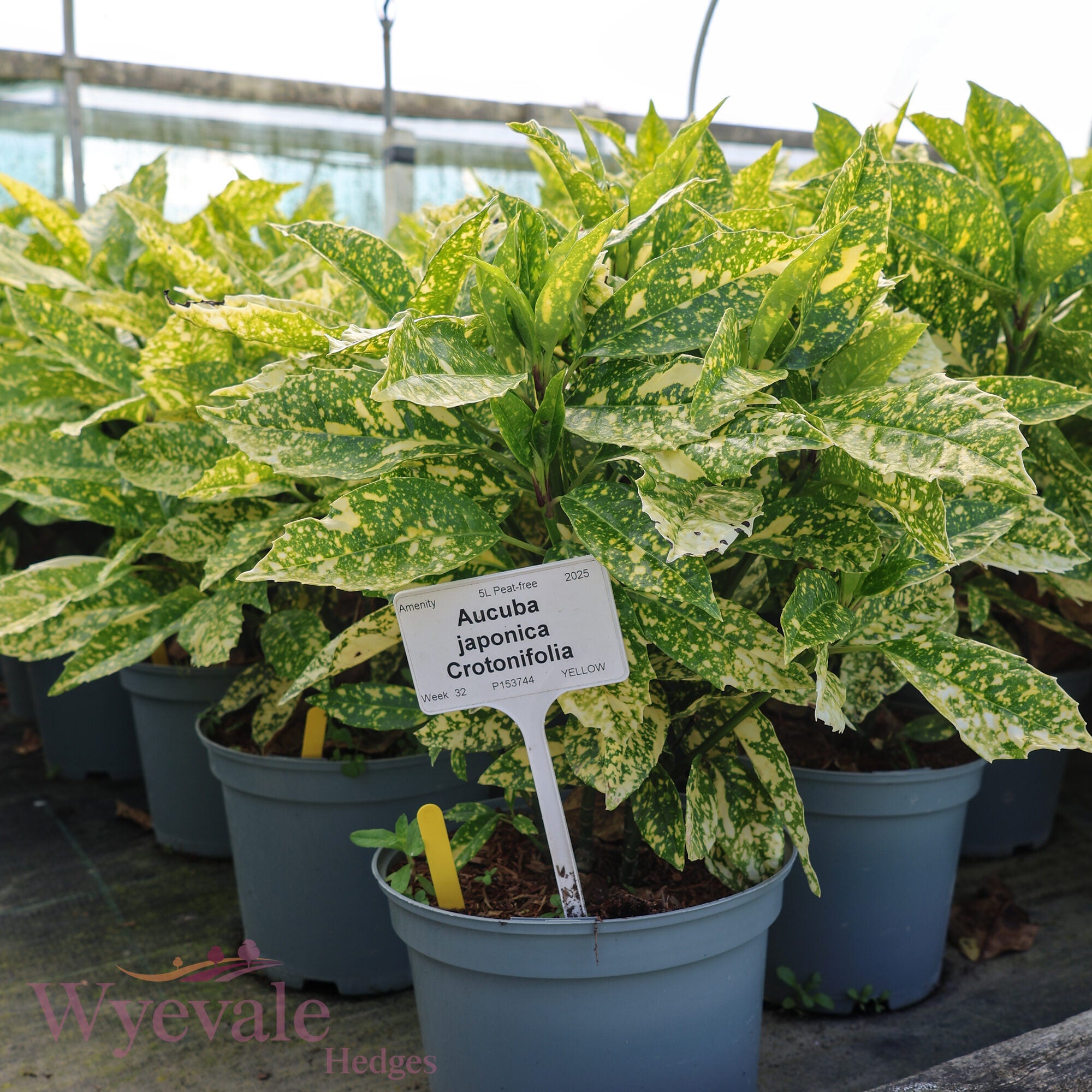 Aucuba japonica (Spotted Laurel) 'Crotonifolia'
