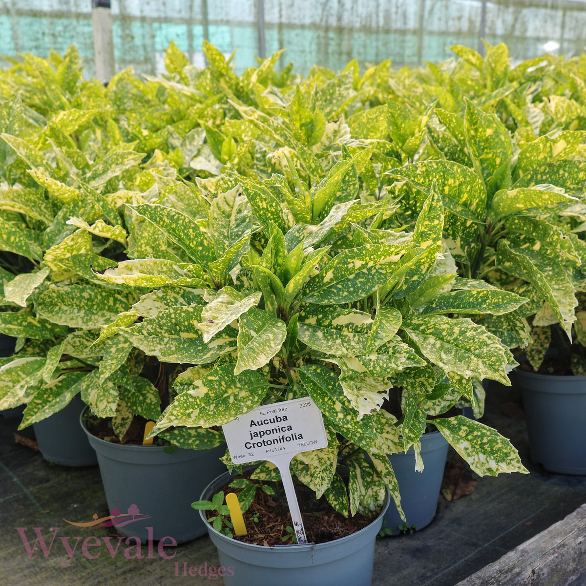 Aucuba japonica (Spotted Laurel) 'Crotonifolia'