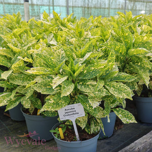 Aucuba japonica (Spotted Laurel) 'Crotonifolia'