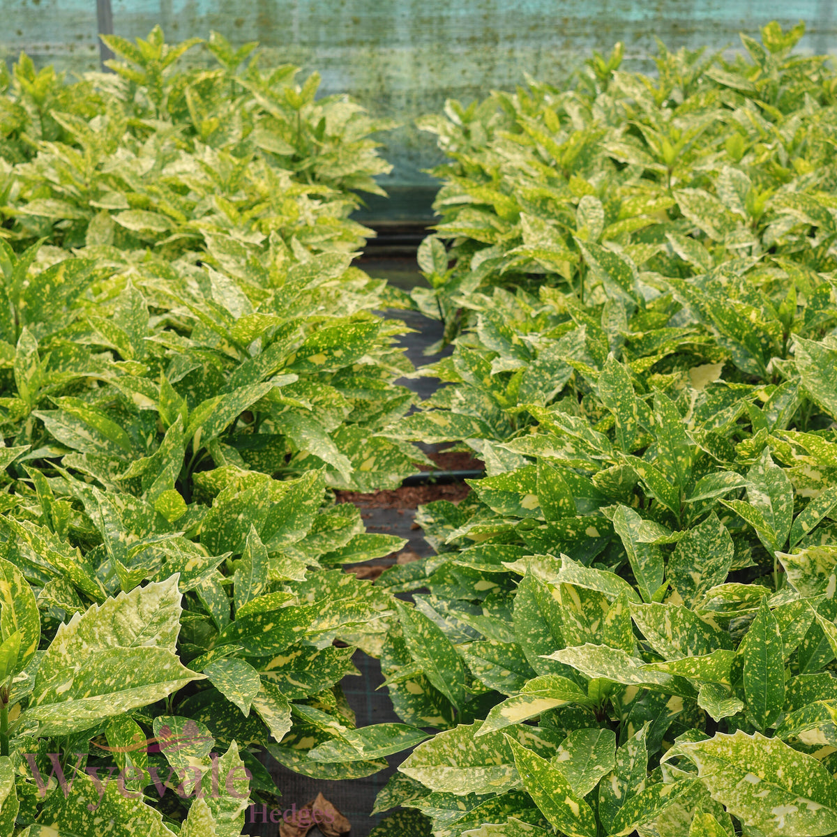 Aucuba japonica (Spotted Laurel) 'Crotonifolia'