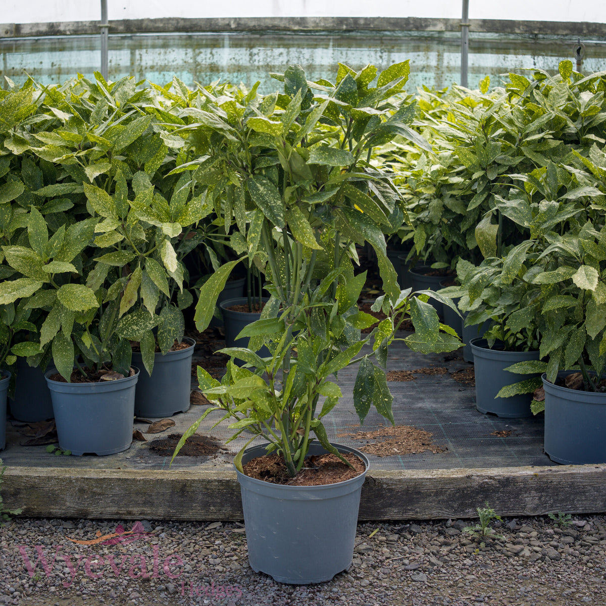 Aucuba japonica (Spotted Laurel) 'Variegata'
