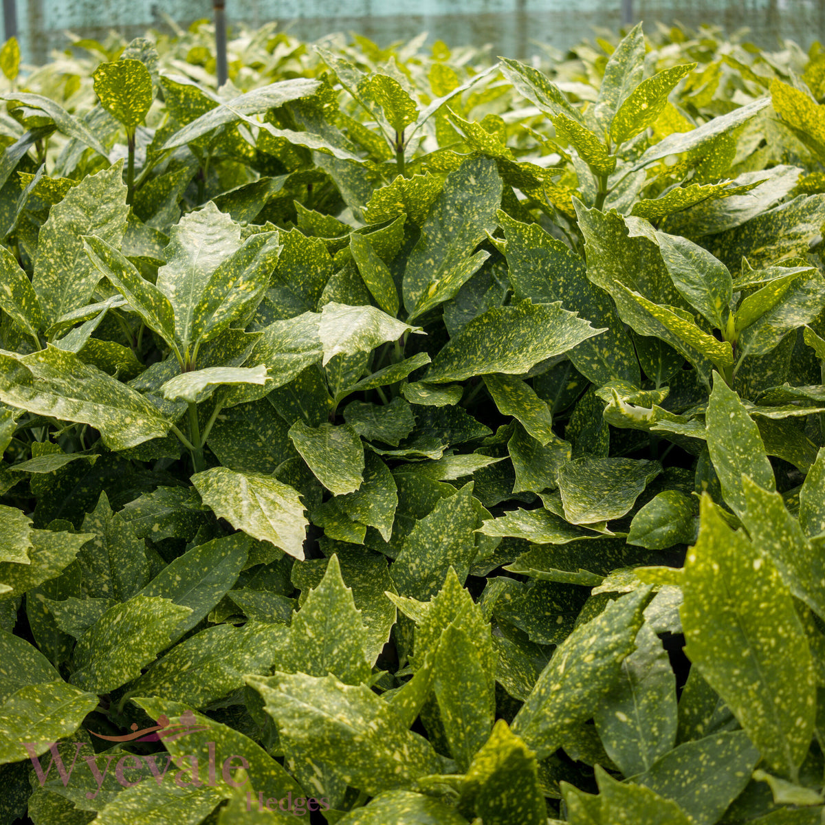 Aucuba japonica (Spotted Laurel) 'Variegata'