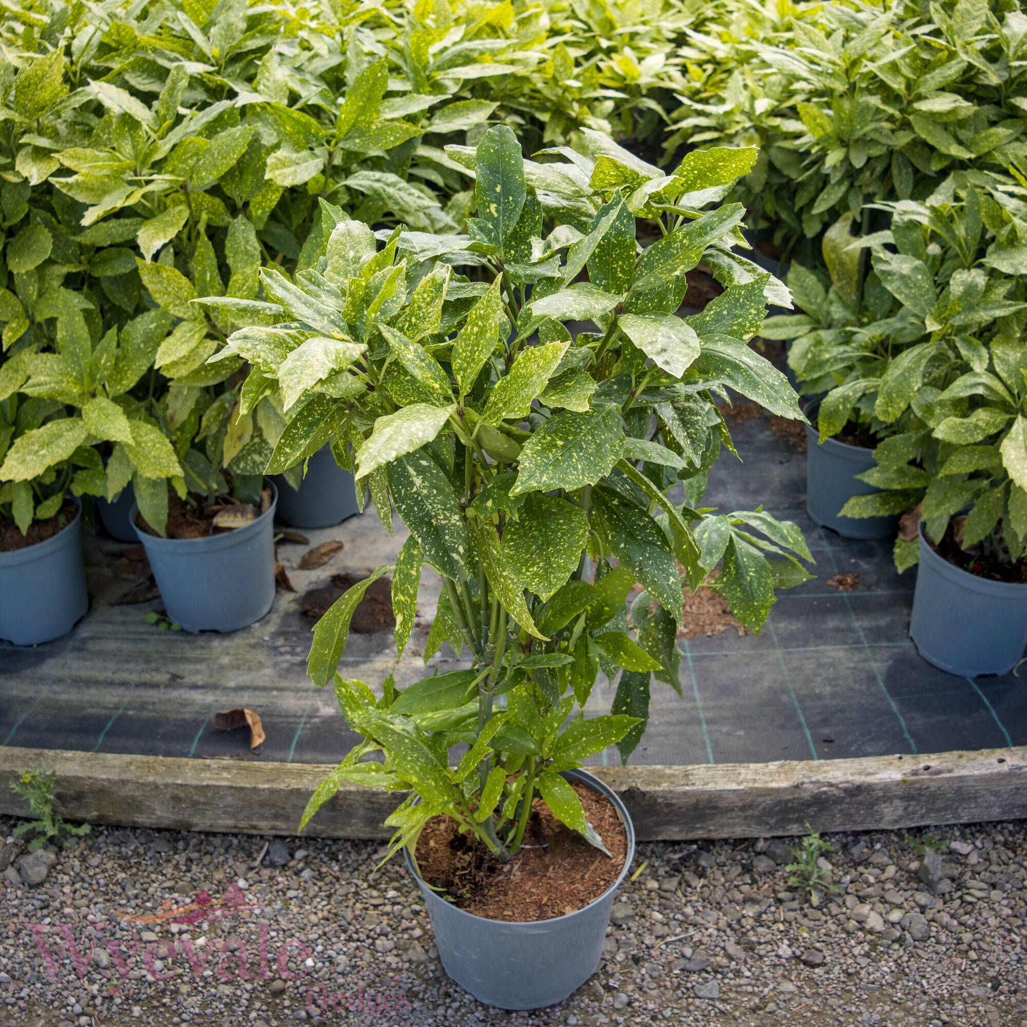 Aucuba japonica (Spotted Laurel) 'Variegata'