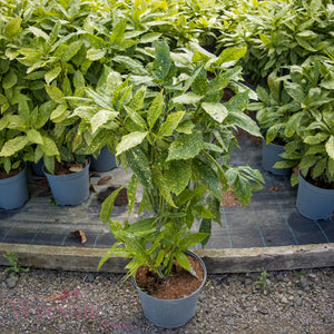 Aucuba japonica (Spotted Laurel) 'Variegata'