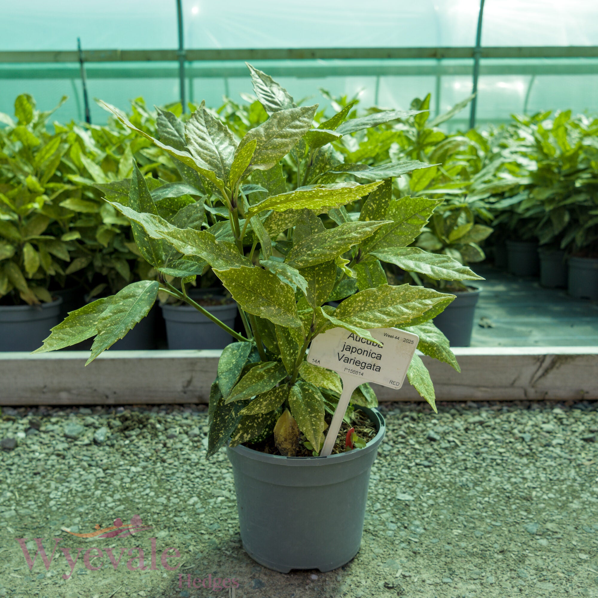 Aucuba japonica (Spotted Laurel) 'Variegata'